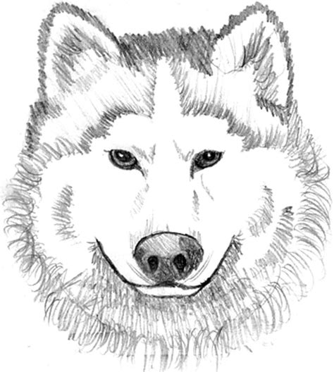 Baby Wolf Coloring Pages To Print Coloring Home Cute Baby Wolf