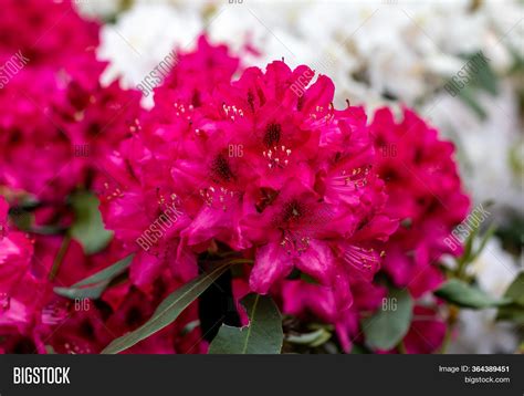 Blooming Red Flowers Image And Photo Free Trial Bigstock