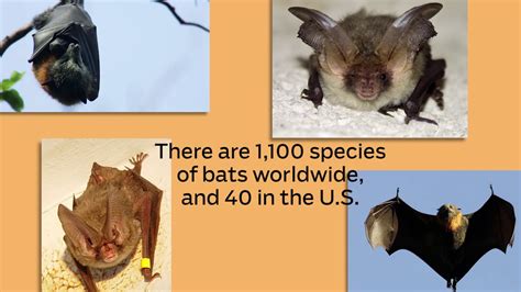 Fascinating Facts About Bats Youtube