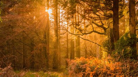 3840x2160 Yellow Sunset Rays In Forest 4k Hd 4k Wallpapers Images