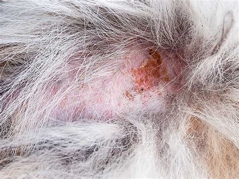 How Do You Treat Flea Allergy Dermatitis In Dogs