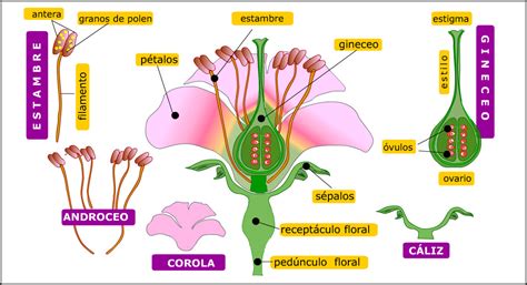 BiologÍa Vegetal Plantas Vasculares La Flor Aparato Reproductor