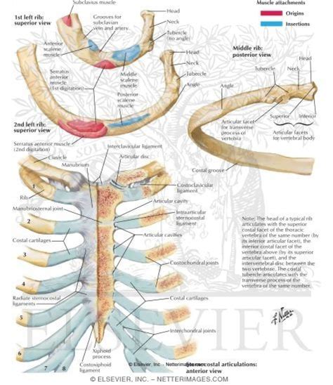 Bone structure of rib (c0035561). Ribs and Sternocostal Joints Rib Characteristics and ...