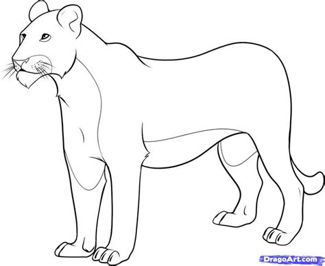Femalelioncoloringpages How To Draw A Lioness Step 8 Lion