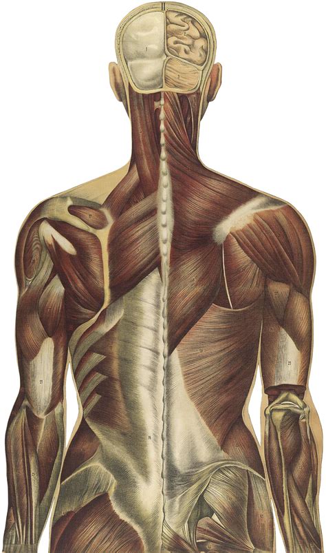 The gluteus maximus is one of the most important muscles in the body, and keeping it strong can help support the lower back. Thoracolumbar Fascia and Your Low Back Pain