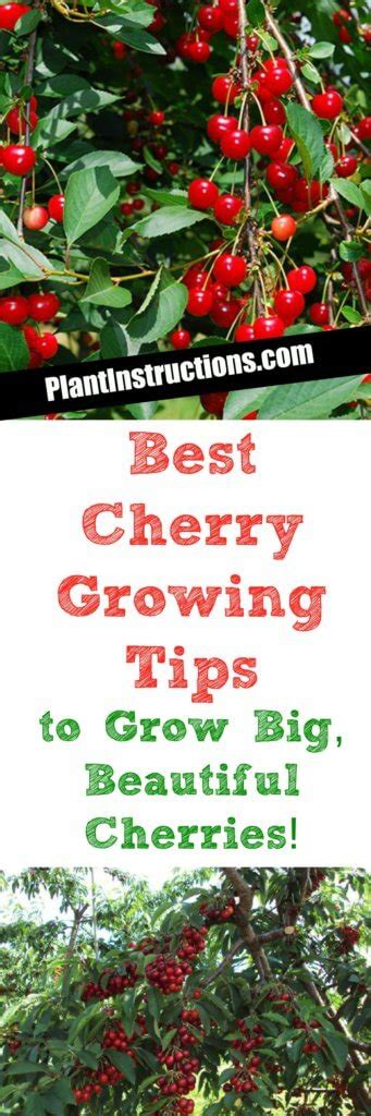 Cherry Growing Tips How To Grow Healthy Delicious Cherry