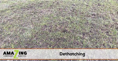 Dethatching is a process that most. Lawn Dethatching Service | Amazing Landscape Services