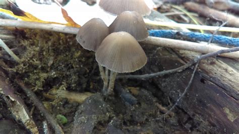 Wild Magic Mushrooms In Michigan All Mushroom Info