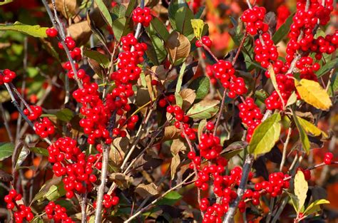 How To Grow Winterberry Holly Ilex Verticillata Garden Shrubs
