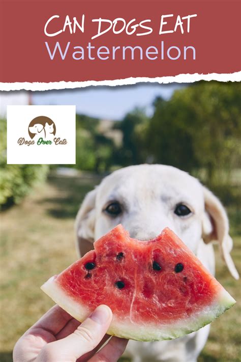 To find out, let's look at a cat's dogs can, and do, consume carbs. Can Dogs Eat Watermelon in 2020 | Can dogs eat watermelon ...