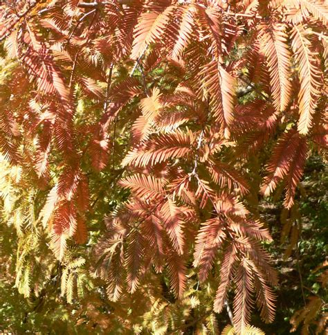 Metasequoia Collection Arnold Arboretum Arnold Arboretum