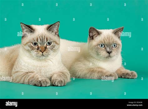 British Shorthair Cats Stock Photo Alamy