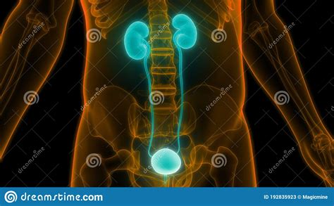 Urinewegstelsel Nieren Met Anatomie Van De Blaas Stock Illustratie Illustration Of Ge Soleerd