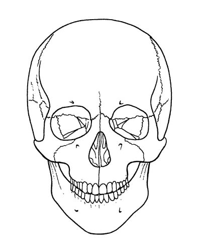 Human Skull Drawing Tutorial At Getdrawings Free Download