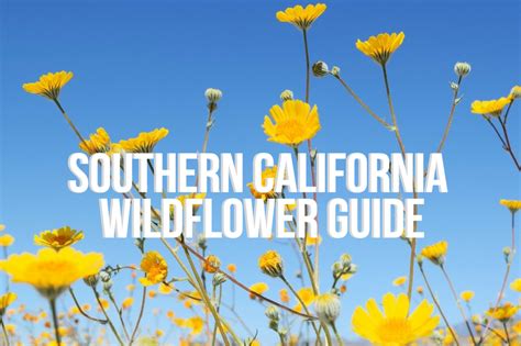 Most of these places post flower updates and alert visitors when the bloom is beginning to start so you can make travel plans. Southern California Wildflower Guide - Le Wild Explorer