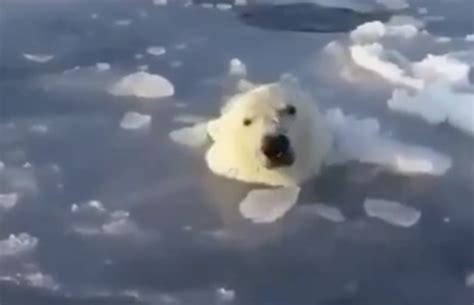 See This Mother Polar Bears Genius Solution To Helping Her Cub Swim