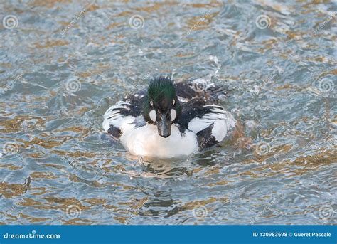 Common Goldeneye Duck Stock Photo Image Of Duck Bird 130983698