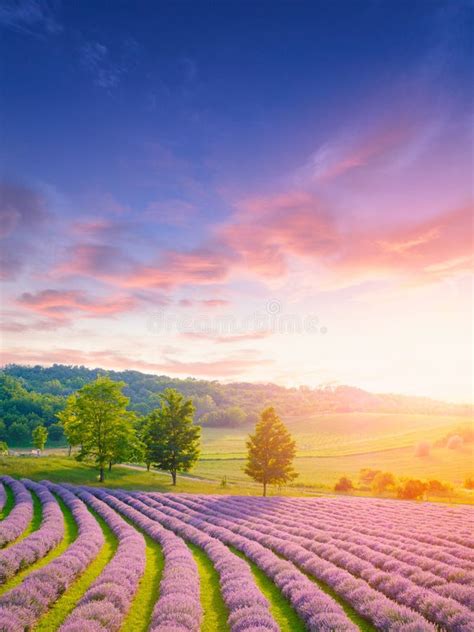 Summer Lavender Sunset Stock Image Image Of Azur Colorful 15638857