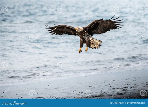 Eagle Landing Stock Image Image Of Bald Birdofprey 79847837