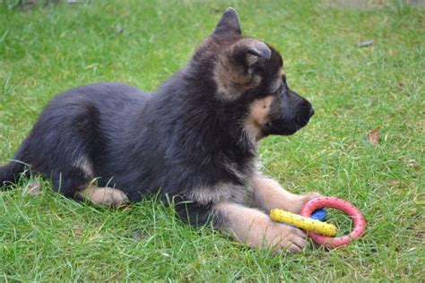 Purebred German Shepherd Puppies Available For Adoption