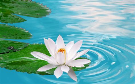 Lotus Flowers Wallpapers Hd Pictures One Hd Wallpaper