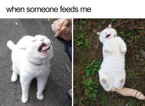 These Happy Animal Memes Are Guaranteed To Brighten Your Day 22 Words