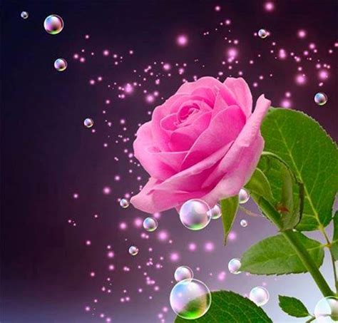 50 Most Beautiful Rose Flowers Wallpapers WallpaperSafari