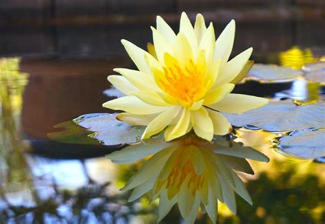 Maybe you would like to learn more about one of these? Pictures of flowers in Southern California