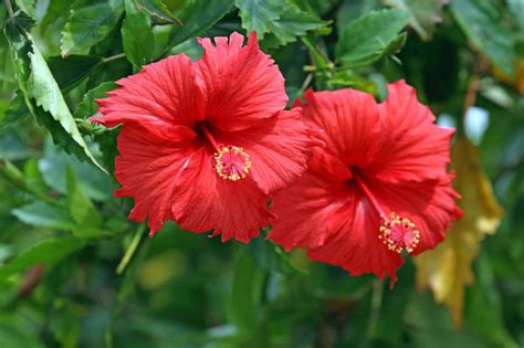 Planting And Growing Hibiscus Flower Hgtv