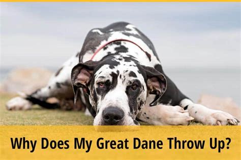 Why Does My Great Dane Throw Up 9 Reasons White Foam Vomiting