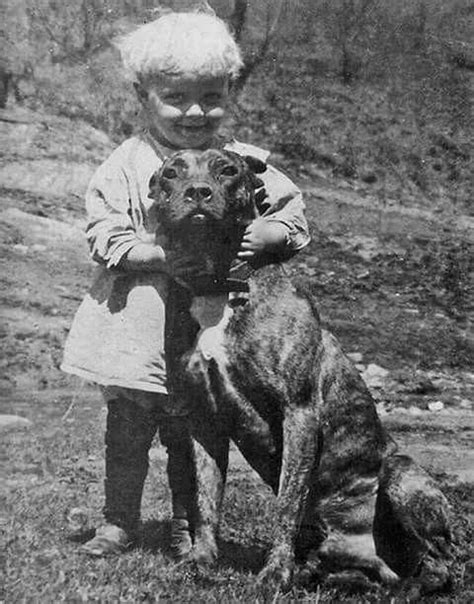 In The 1800s Pit Bulls Were Often Called Nanny Dogs Because Of The