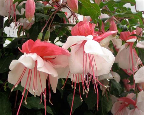 Whether you put these gorgeous flowers indoors or on your shaded. GardensOnline: Fuchsia Trailing hybrids