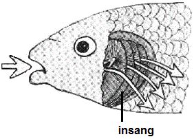 Ikan, berudu, ketam, udang , spirakel: Kemahiran Belajar Berkesan