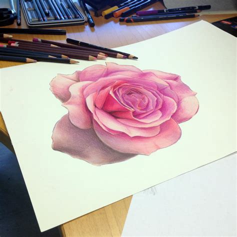 Rose Study Color Pencil By Atomiccircus On Deviantart