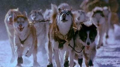 When a miami dentist inherits a team of sled dogs, he's got to learn the trade or lose his pack to a crusty mountain man. Snow Dogs Trailer | Disney Video