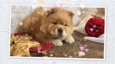14 Chow Chow Chihuahua Mix For Sale 2022