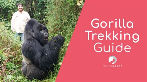 Gorilla Trekking 4k Uganda Travel Guide Follow Alice Youtube