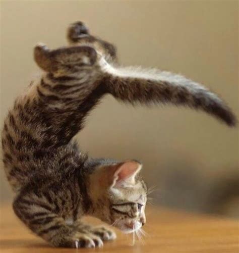 Purrrfect Handstand Kitten Cat Yoga Animal Yoga Cats