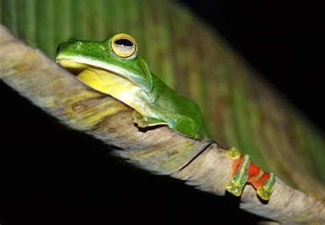Photography And Me Malabar Flying Frog
