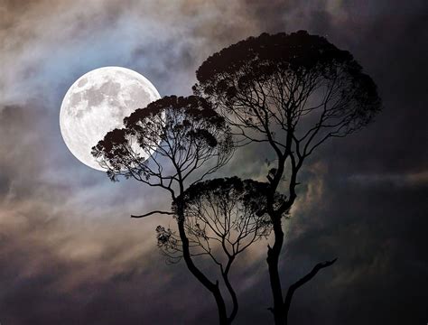 Moon Tree Dark Moonlight Night Landscape Nature Tree And Moon