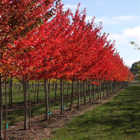 Acer Rubrum Sun Valley Red Maple Siteone