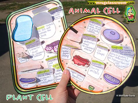 Plant Animal Cell Foldables Artofit