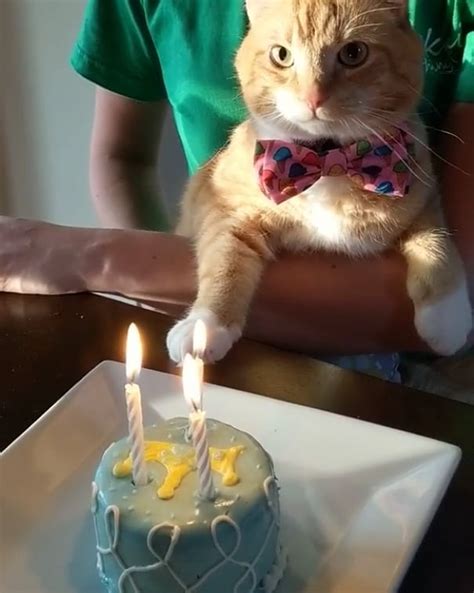 Cat cakes for birthdays cat birthday cake… continue reading →. Organic Birthday Cakes For Cats and Dogs (Lots of Designs ...
