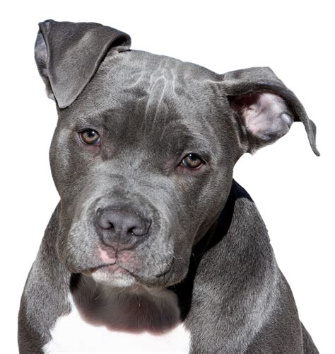 Dog Pitbull Terrier American · Free Image On Pixabay