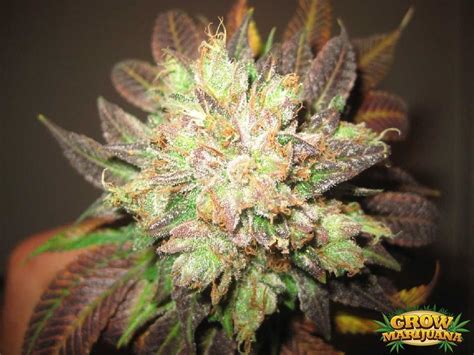 Cotton Candy Kush Seeds Strain Review Grow