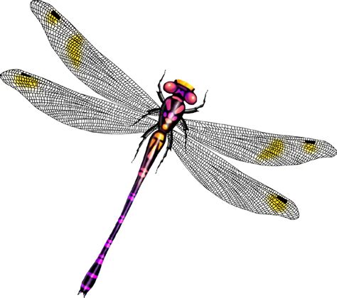 Dragonfly Clipart Insect Dragonfly Insect Transparent Free For
