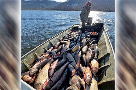 Updated Minnesota And Wisconsin Dnr Partner To Capture 400 Invasive