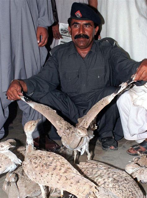 Pakistan Saudi Prince Accused Of Killing Up To 2000 Endangered Birds