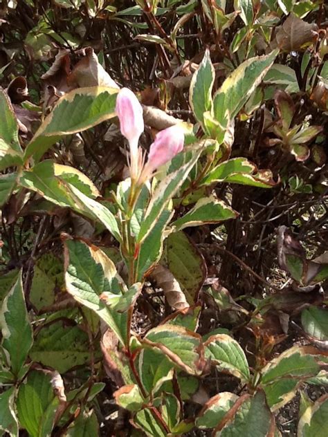 Shrubs offer a variety of landscaping uses. identification - What is this pink-flowering shrub in ...