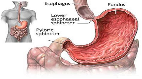 Diagram Diagram Of The Lower Esophageal Sphincter Mydiagram Online